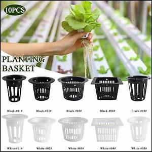 Maximizing Plant Growth with Netted Pots